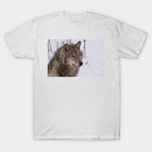 Timber Wolf Portrait T-Shirt